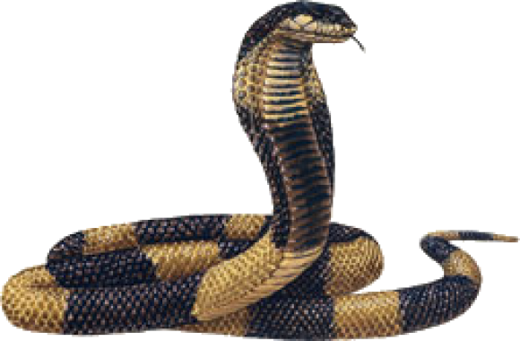 Free Free King Cobra Svg 597 SVG PNG EPS DXF File