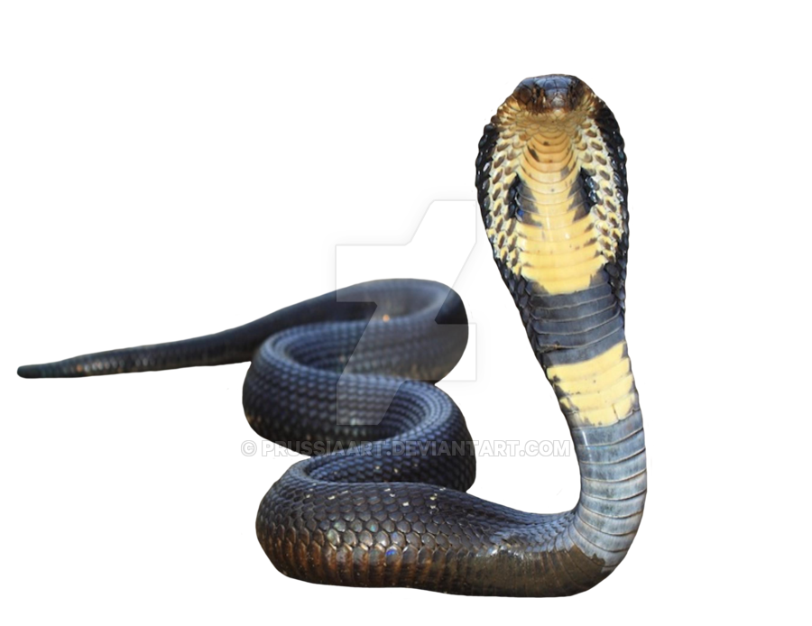 Free Free King Cobra Svg 597 SVG PNG EPS DXF File