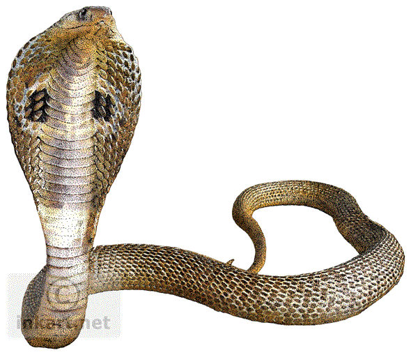 Download King Cobra Transparent Png Png Svg Clip Art For Web Download Clip Art Png Icon Arts