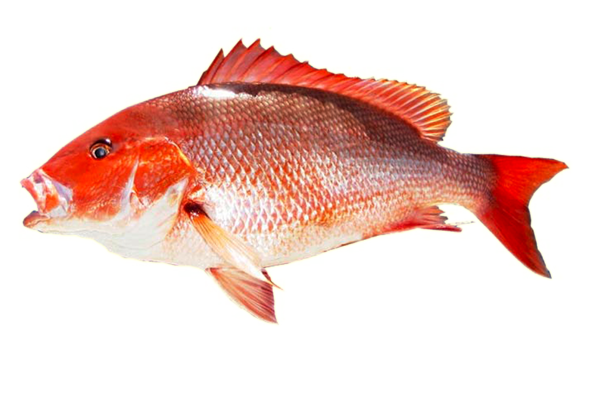 Download Kingfish Transparent PNG PNG, SVG Clip art for Web - Download Clip Art, PNG Icon Arts