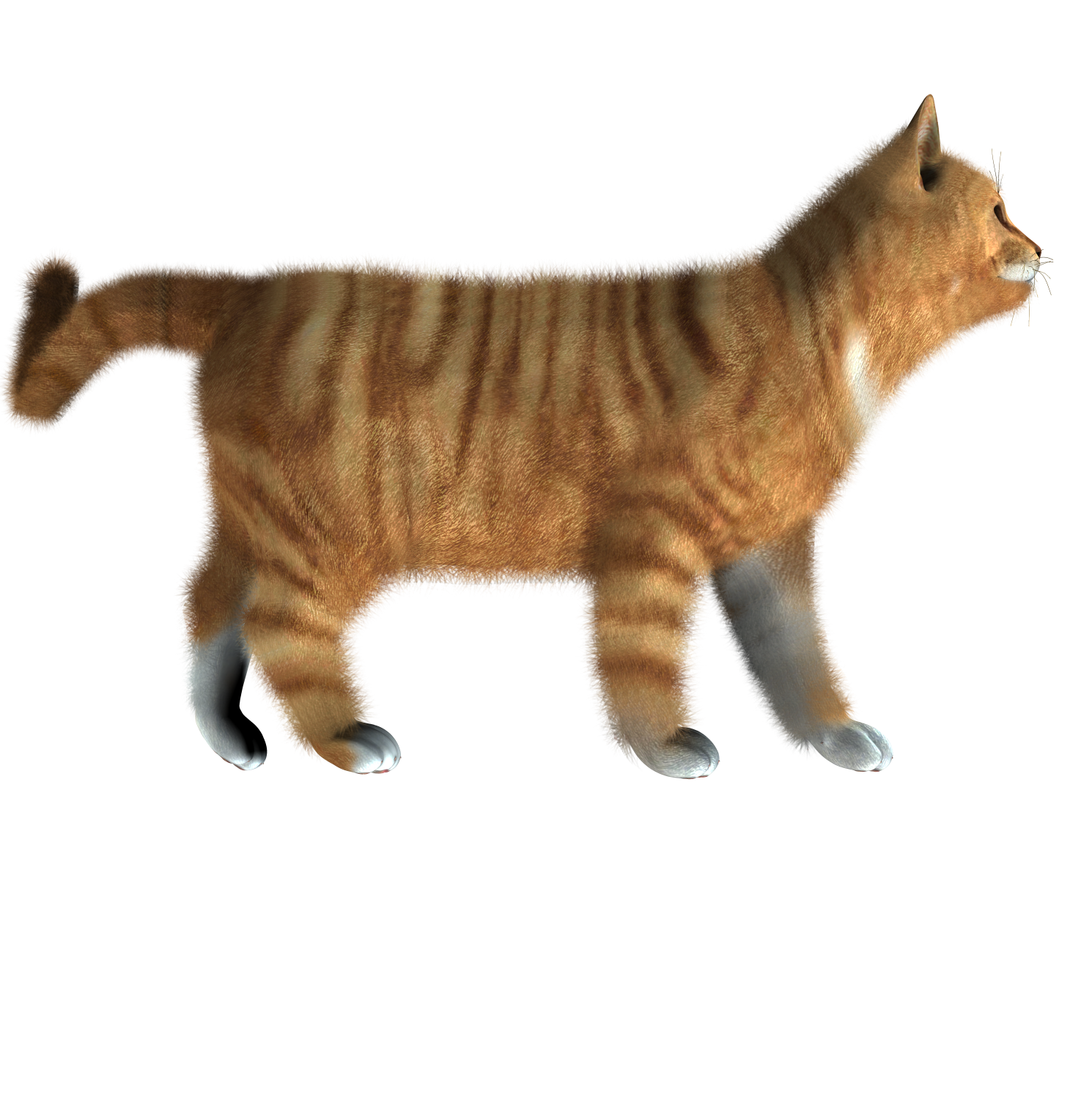 Котенок сбоку