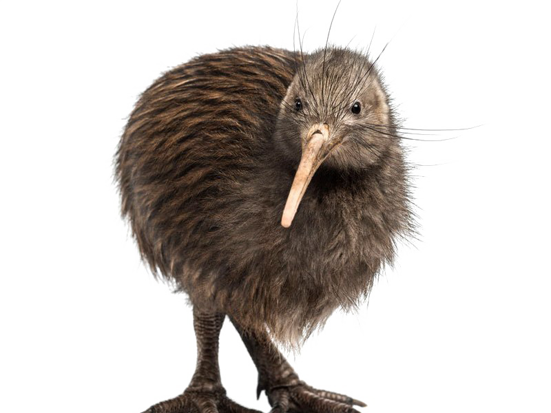 Kiwi Bird Transparent Background SVG Clip arts