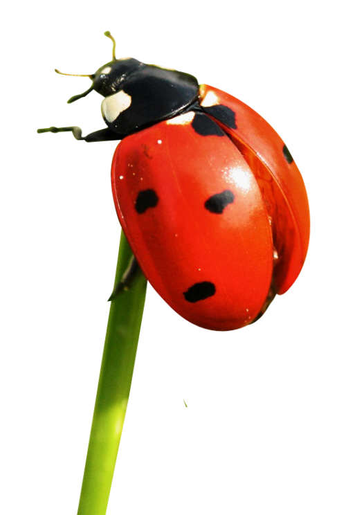 Ladybird Download PNG Image SVG Clip arts