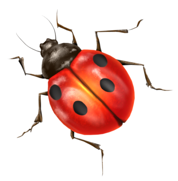 Ladybird PNG Clipart SVG Clip arts