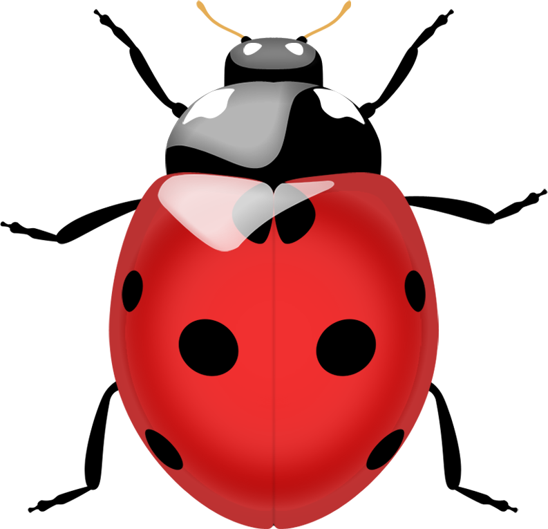 Ladybird PNG Image SVG Clip arts