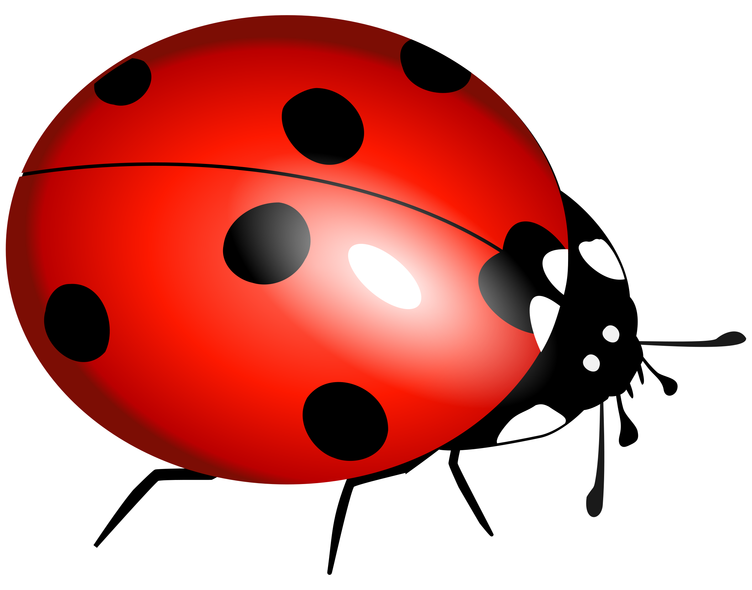 Png pics. Ladybug Божья коровка. Божья коровка на прозрачном фоне. Детская Божья коровка прозрачный фон. Божья коровка на белом фоне.
