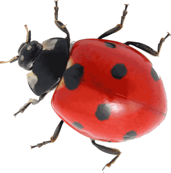 Ladybird Transparent Images PNG SVG Clip arts