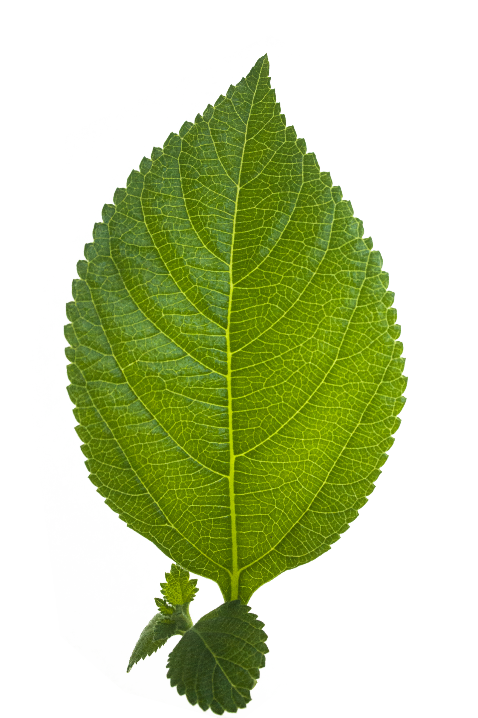 Download Leaf PNG HD PNG, SVG Clip art for Web - Download Clip Art, PNG Icon Arts