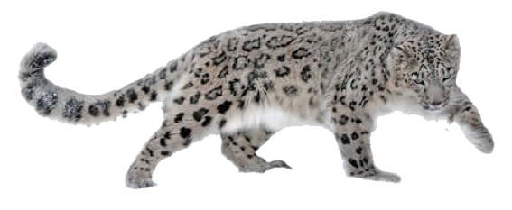 Leopard Png Hd Png Svg Clip Art For Web Download Clip Art Png Icon Arts