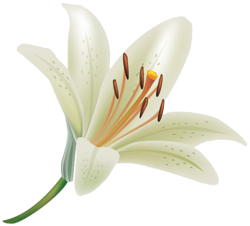 Lily PNG Clipart PNG, SVG Clip art for Web - Download Clip Art, PNG