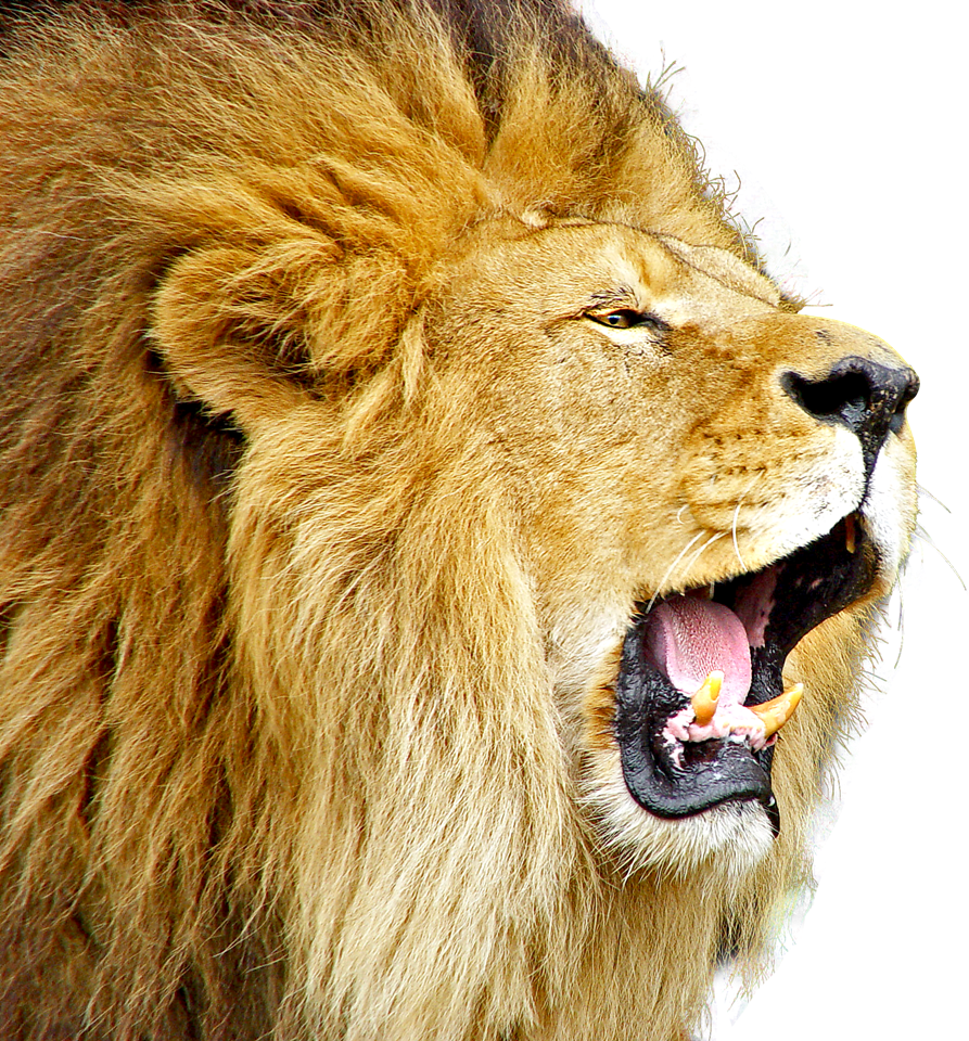 Lioness Roar PNG Free Download SVG Clip arts