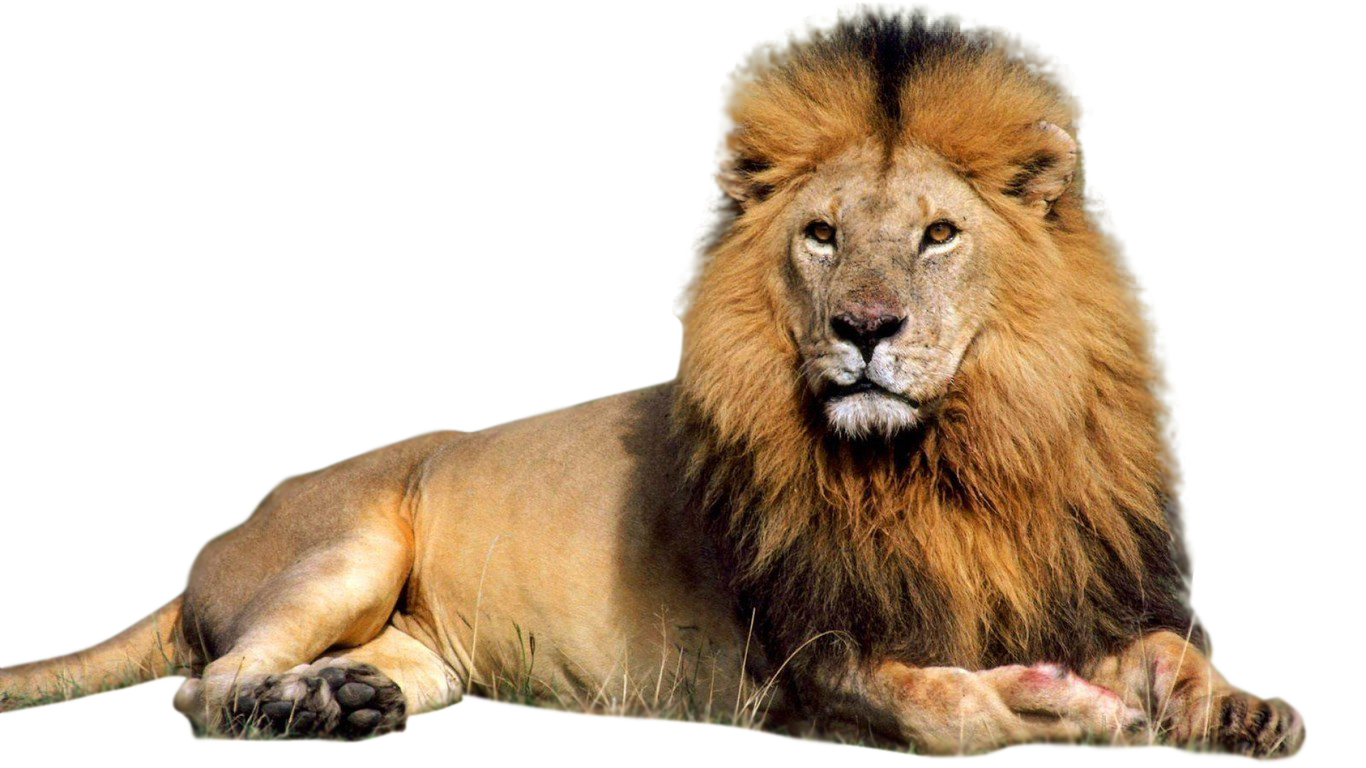 Lioness Roar PNG Image SVG Clip arts