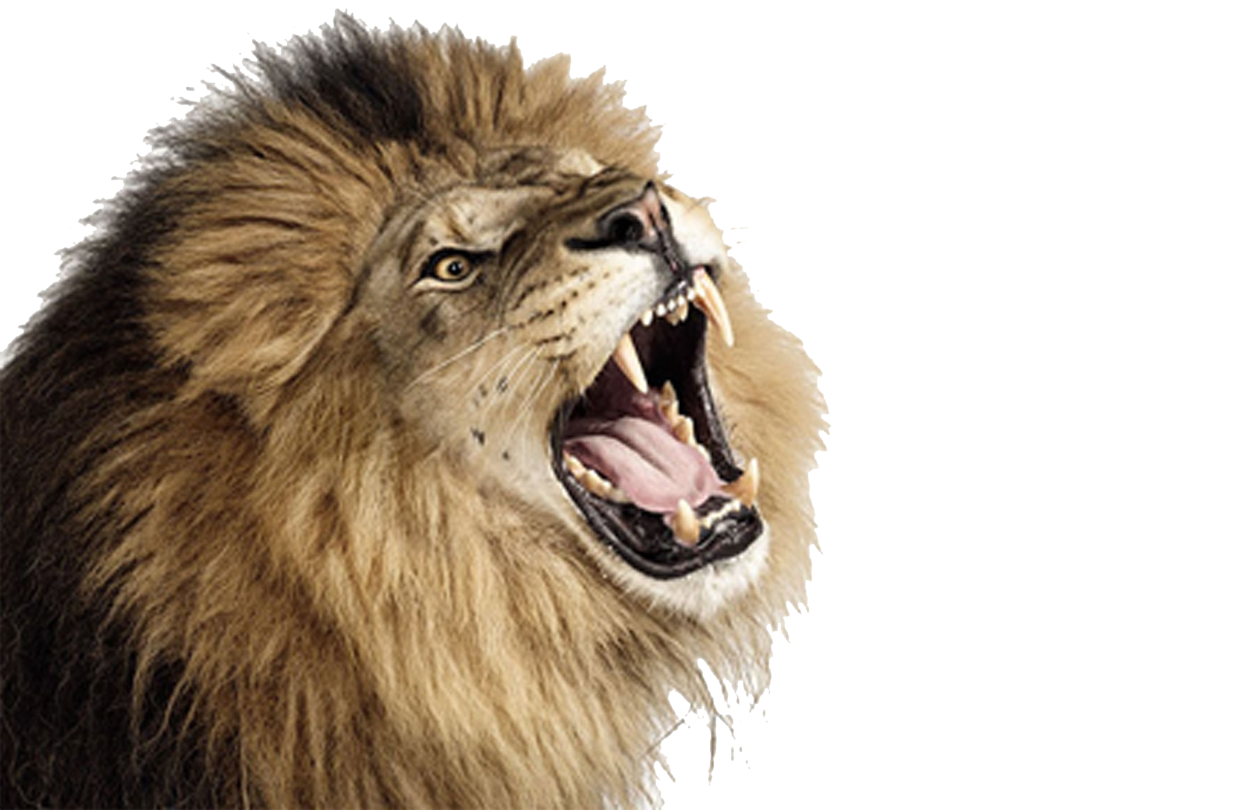 Lioness Roar PNG Photo SVG Clip arts