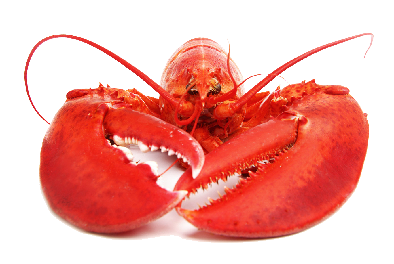 Download Lobster PNG Free Download PNG, SVG Clip art for Web ...