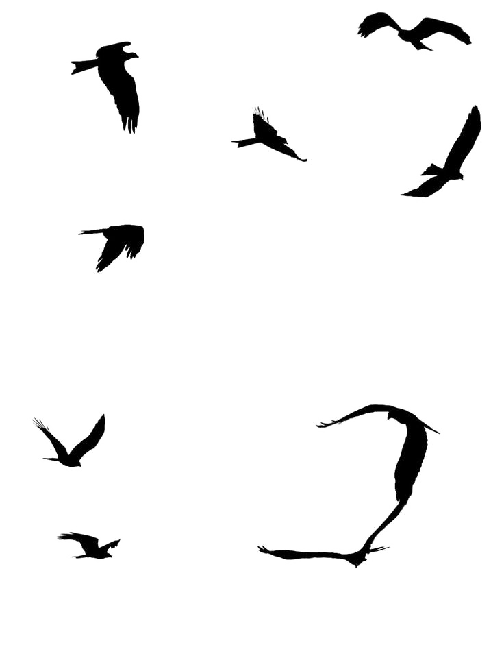 Ocean Birds PNG File SVG Clip arts