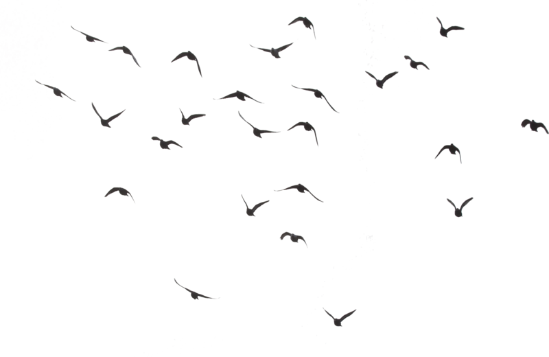 Ocean Birds PNG HD SVG Clip arts