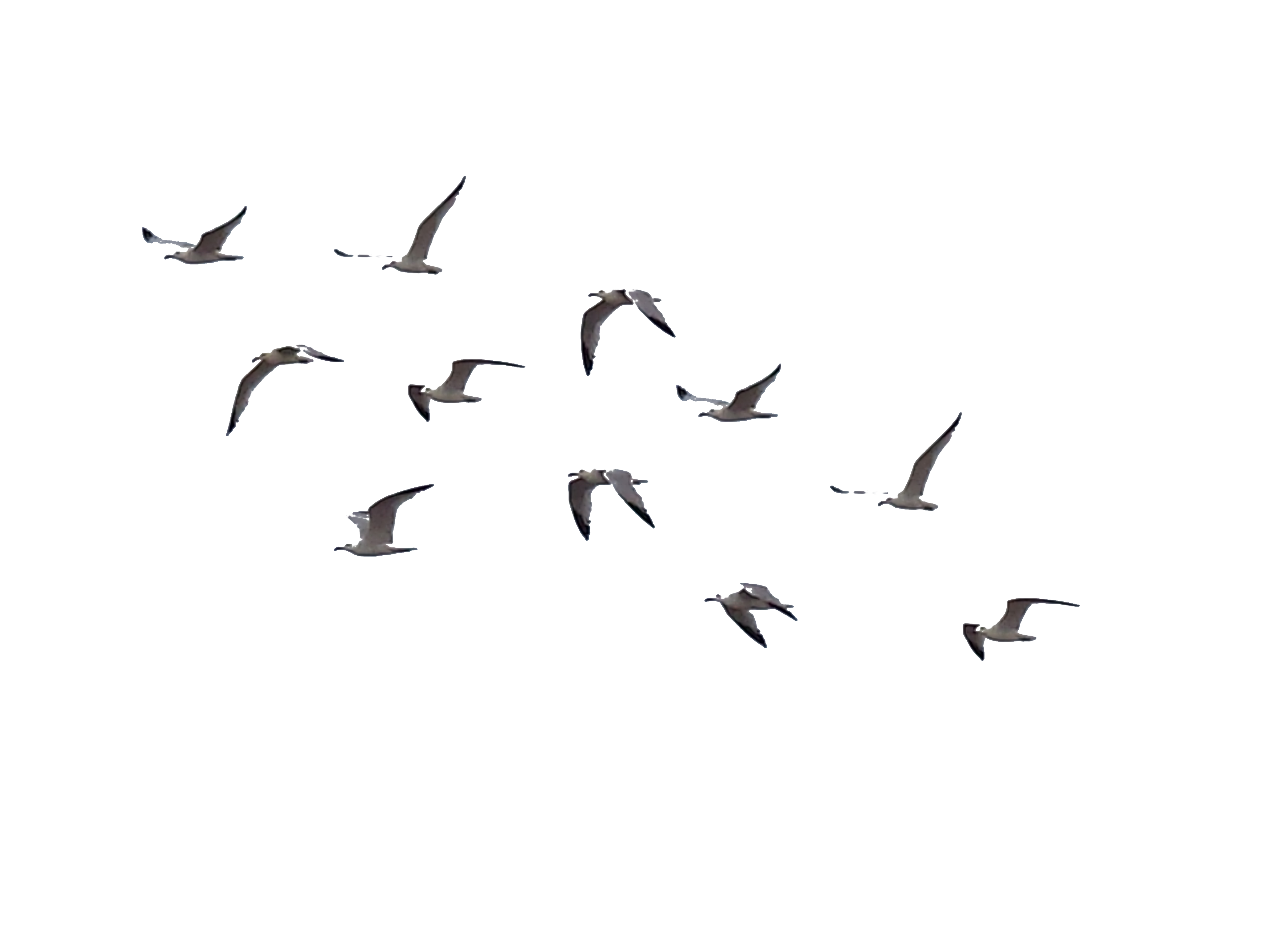 Ocean Birds PNG Transparent Image SVG Clip arts
