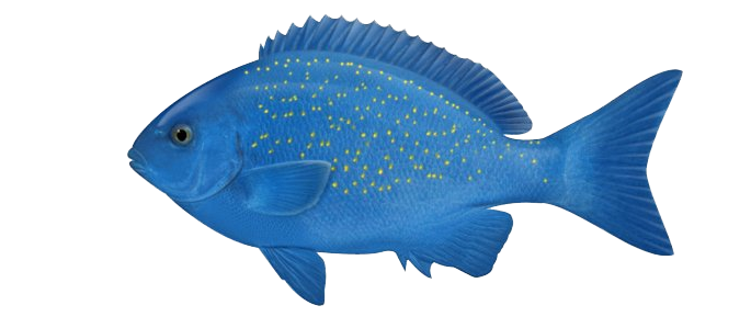 Download Ocean Fish PNG Photos PNG, SVG Clip art for Web - Download ...
