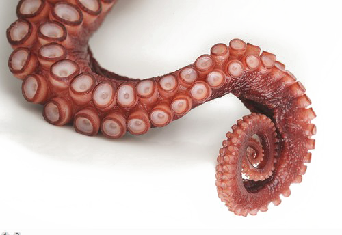 Octopus Tentacles PNG File PNG, SVG Clip art for Web - Download Clip