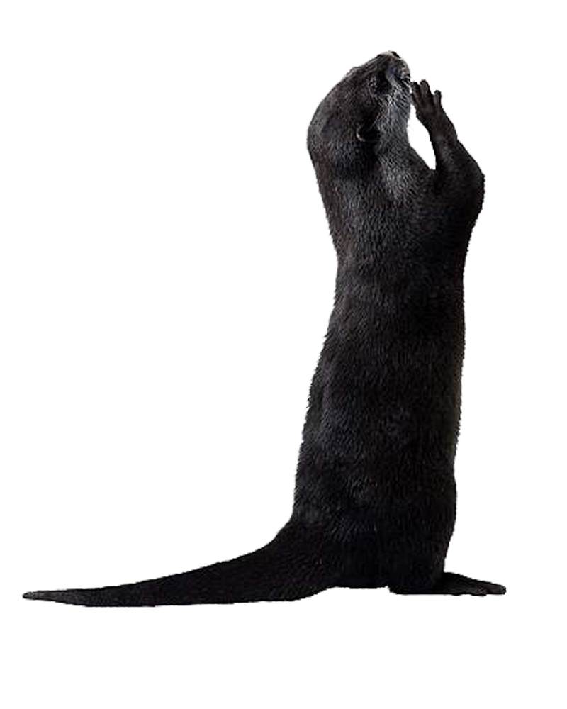 Otter PNG Picture PNG, SVG Clip art for Web - Download Clip Art, PNG