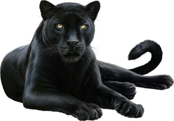 Panther PNG HD PNG, SVG Clip art for Web - Download Clip Art, PNG Icon Arts