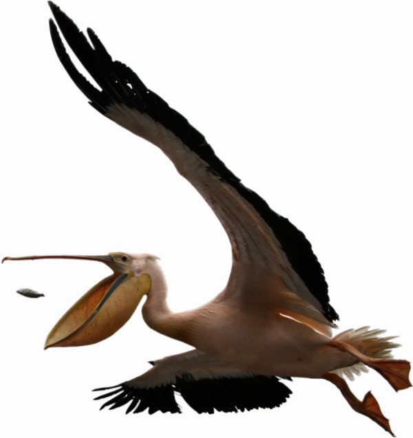 Pelican PNG Clipart SVG Clip arts