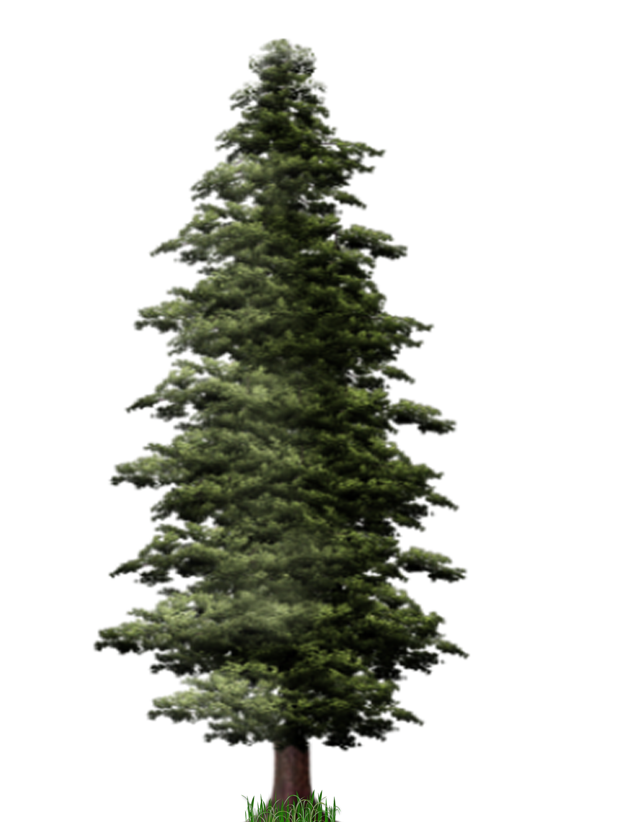 Pine Tree PNG File PNG, SVG Clip art for Web - Download Clip Art, PNG