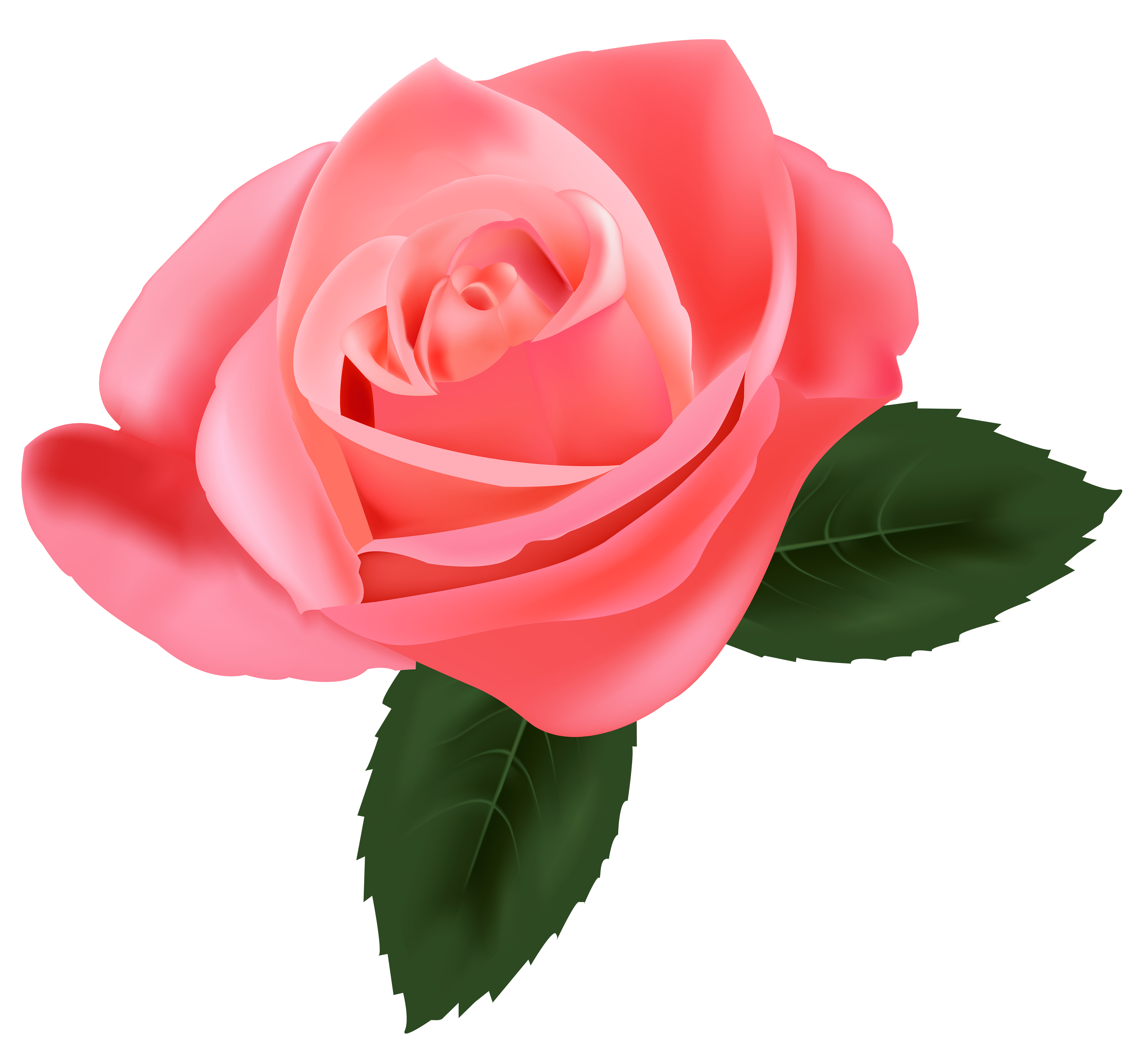 Pink Rose PNG Pic PNG SVG Clip Art For Download Clip Art PNG pink-rose-png-pic-png-svg-clip-art-for-web-download-clip-art-png