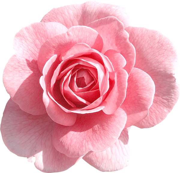 Pink Rose Transparent PNG PNG, SVG Clip art for Web - Download Clip Art