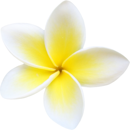 Plumeria PNG File PNG, SVG Clip art for Web - Download Clip Art, PNG