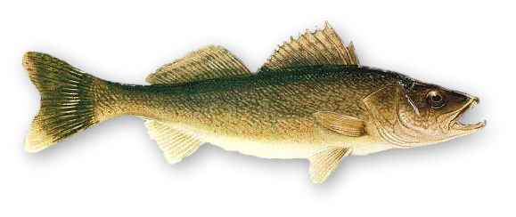 Download Real Fish PNG Photo PNG, SVG Clip art for Web - Download ...