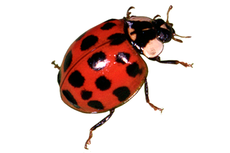https://www.downloadclipart.net/large/red-ladybug-png-transparent-image.png