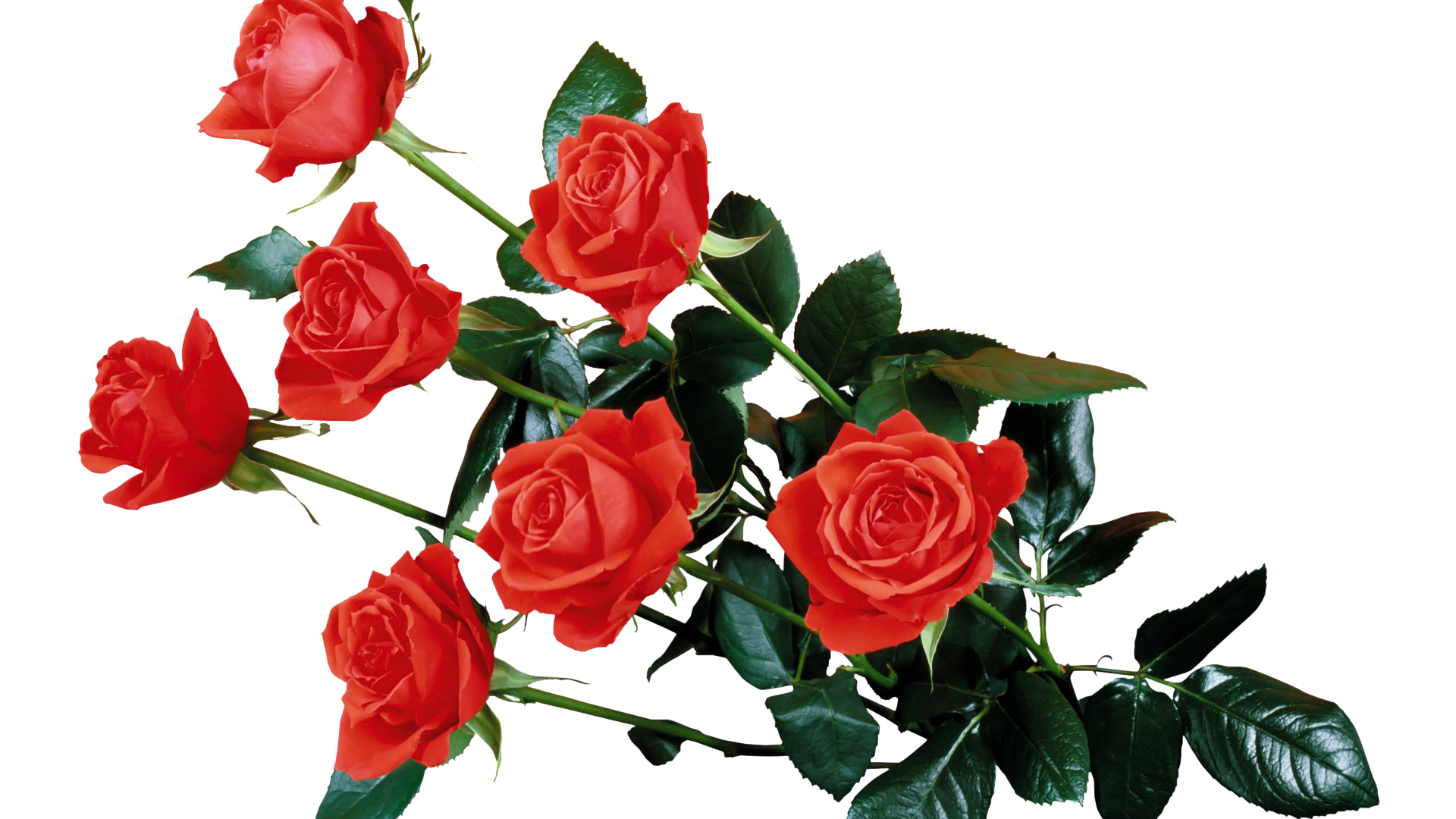 Red Rose Transparent Png Png Svg Clip Art For Web Download Clip Art