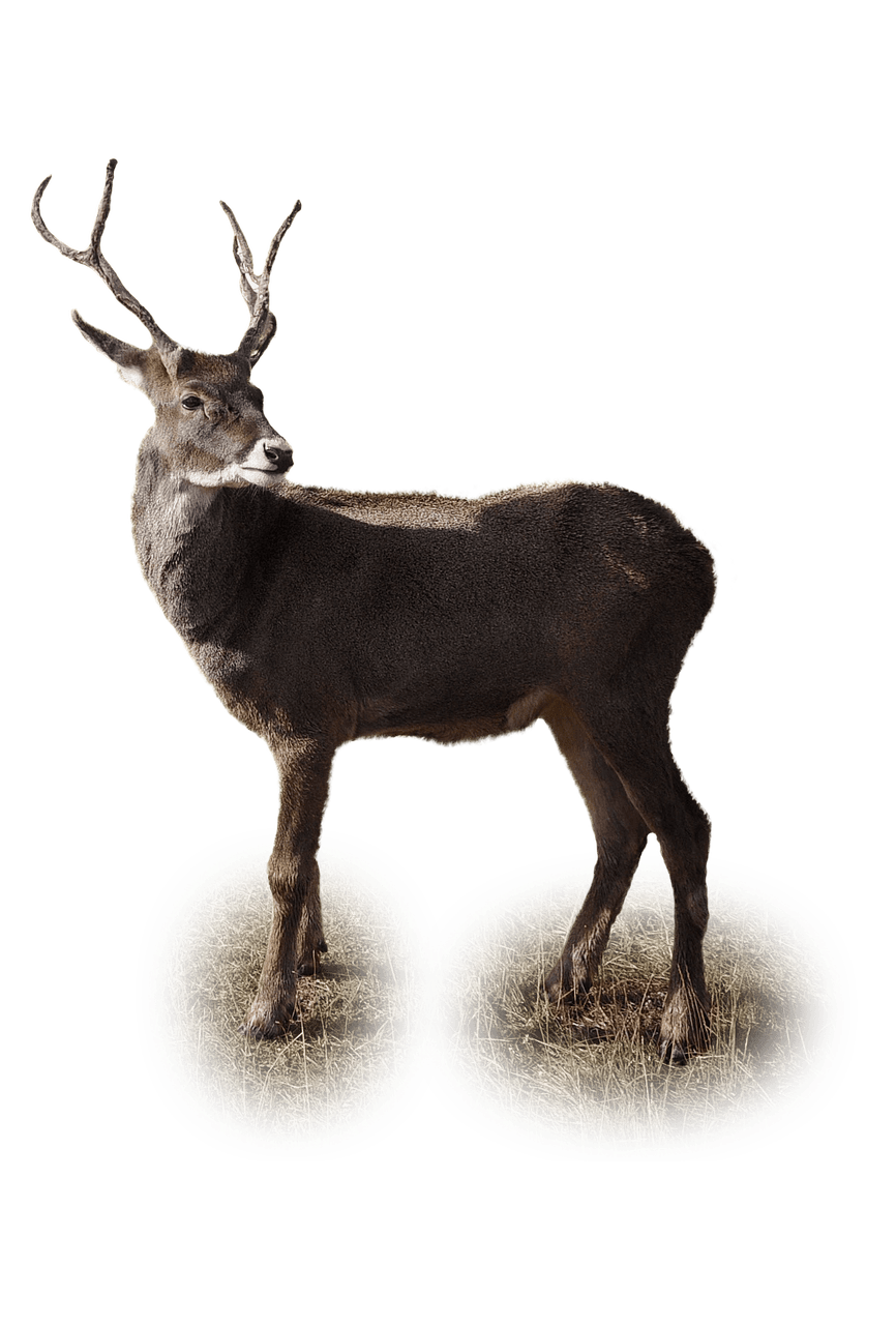 Reindeer PNG Picture PNG, SVG Clip art for Web - Download Clip Art, PNG