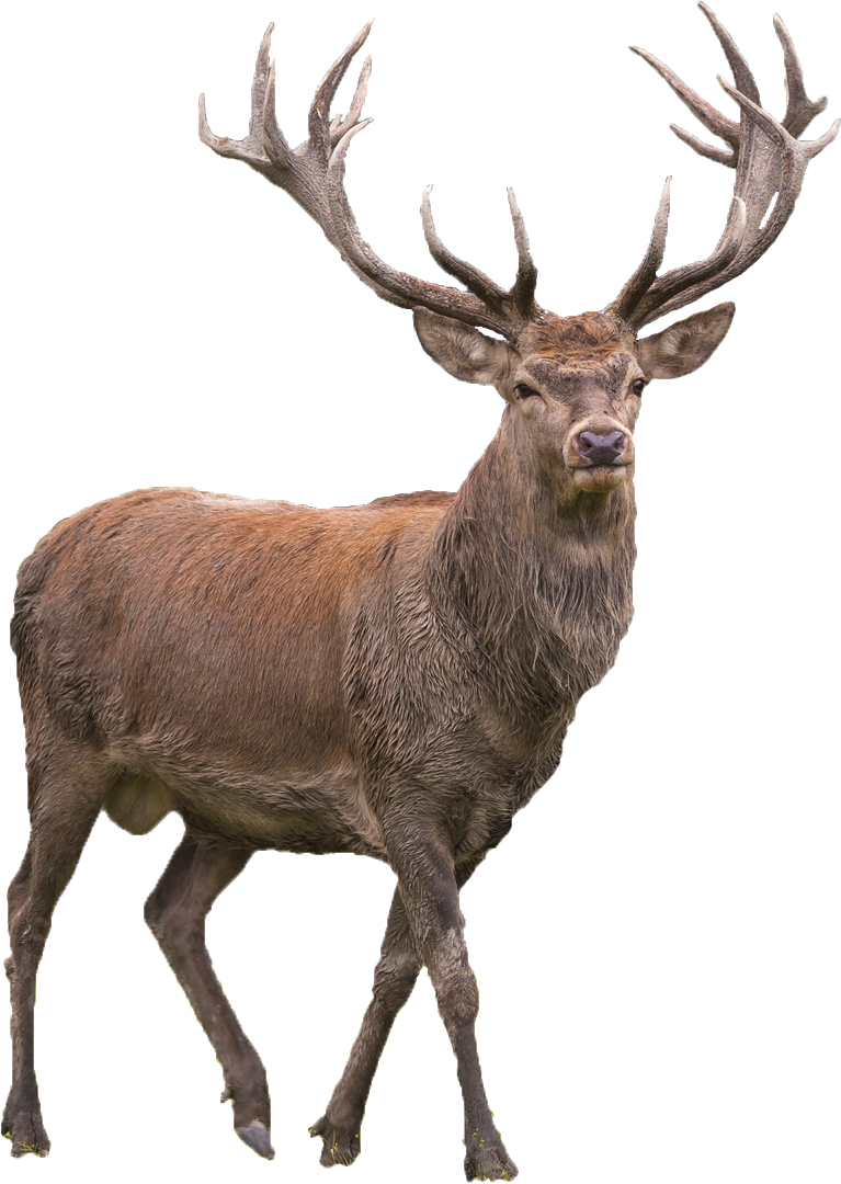 Download Reindeer PNG Transparent Picture PNG, SVG Clip art for Web - Download Clip Art, PNG Icon Arts