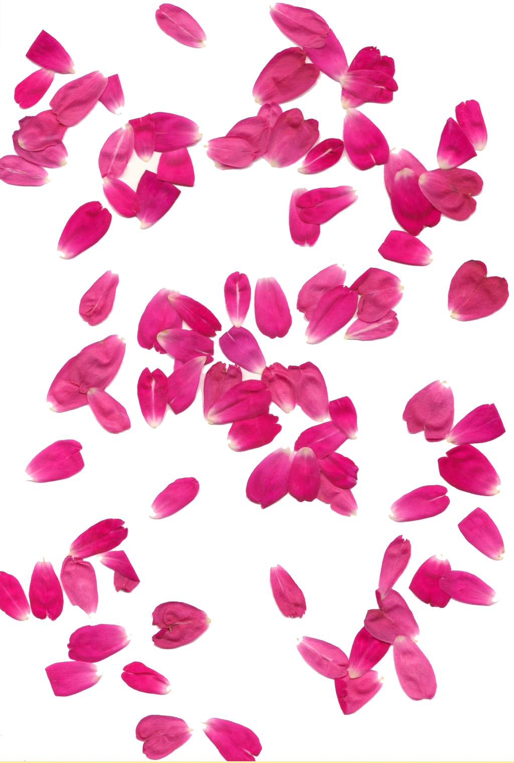 Rose Petals Transparent Background PNG, SVG Clip art for Web - Download