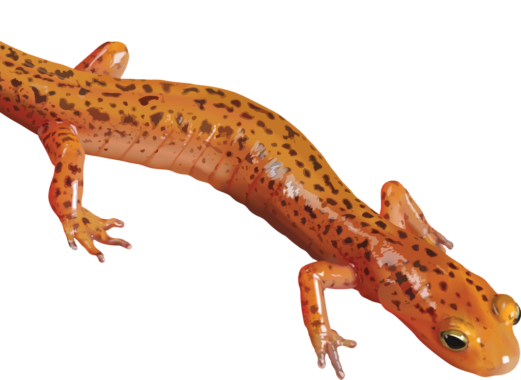 Salamander PNG Clipart SVG Clip arts