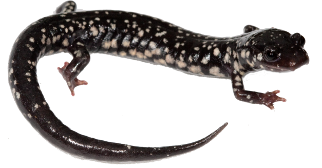 Salamander PNG File SVG Clip arts