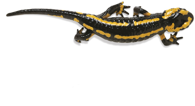 Salamander PNG Photos SVG Clip arts