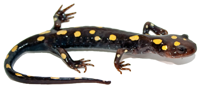 Salamander Transparent PNG SVG Clip arts