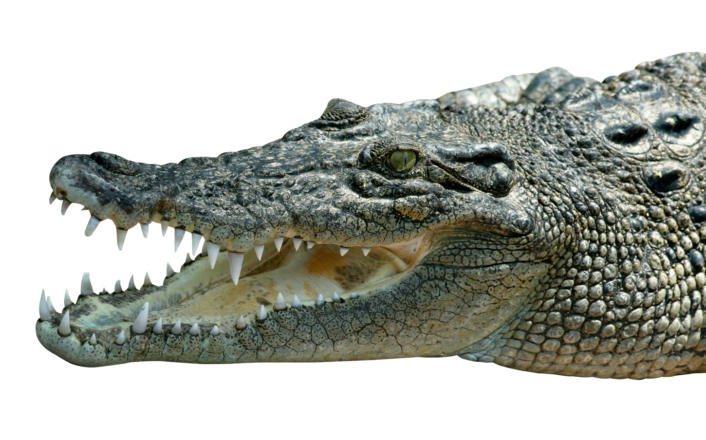 Фото крокодил рисунок