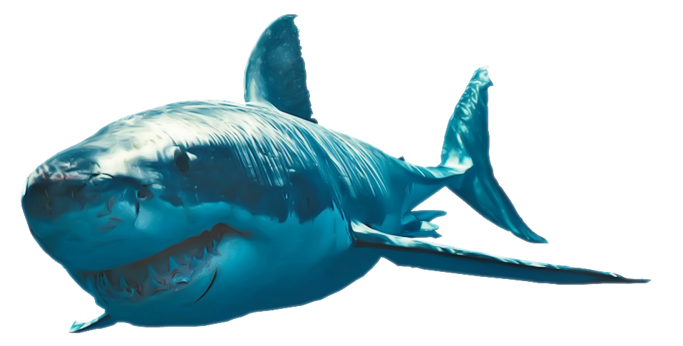 Shark PNG Clipart SVG Clip arts