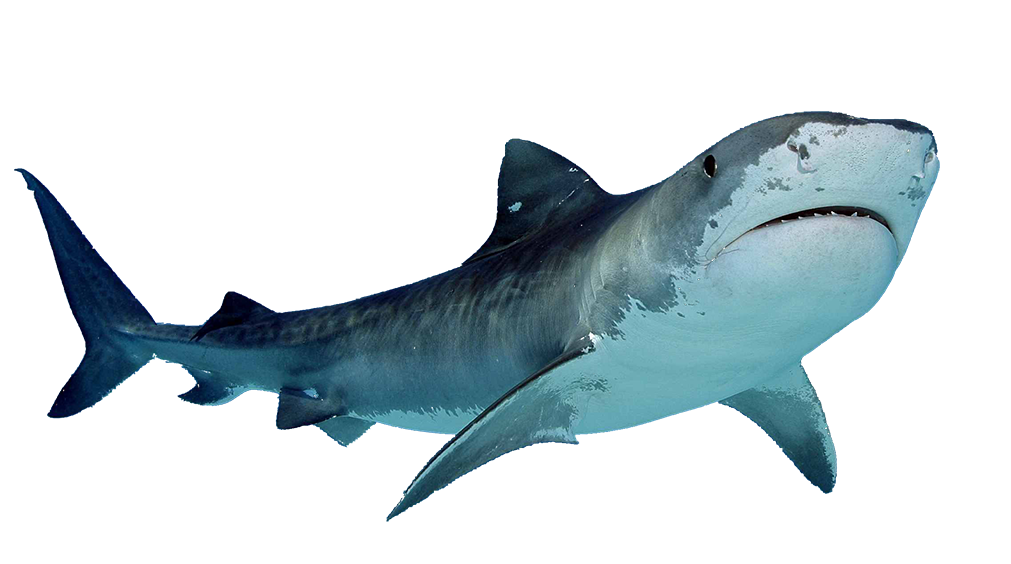 Shark PNG Free Download SVG Clip arts