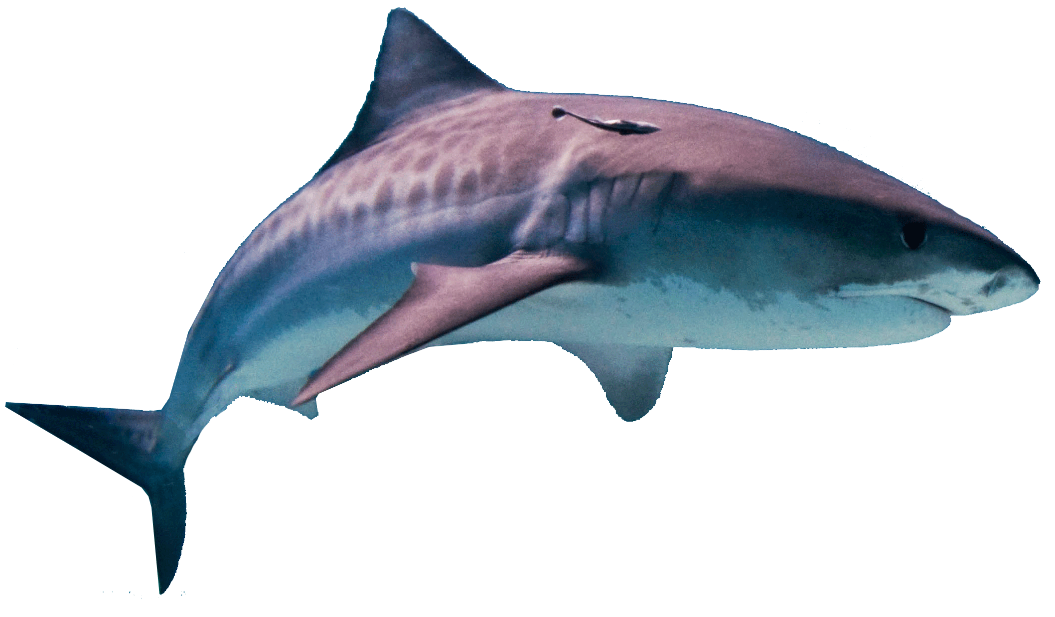 Shark PNG HD SVG Clip arts