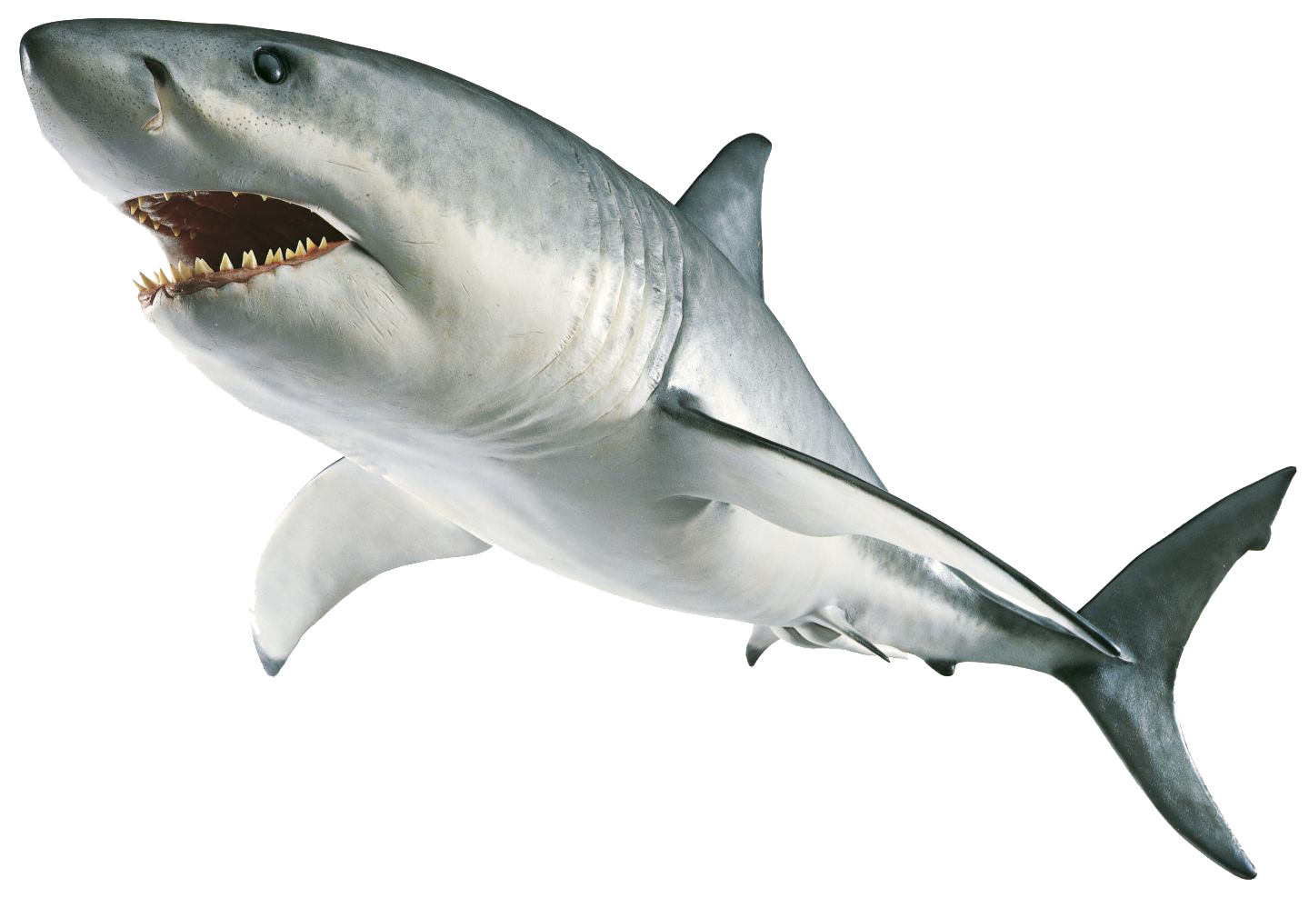 Shark PNG Image SVG Clip arts