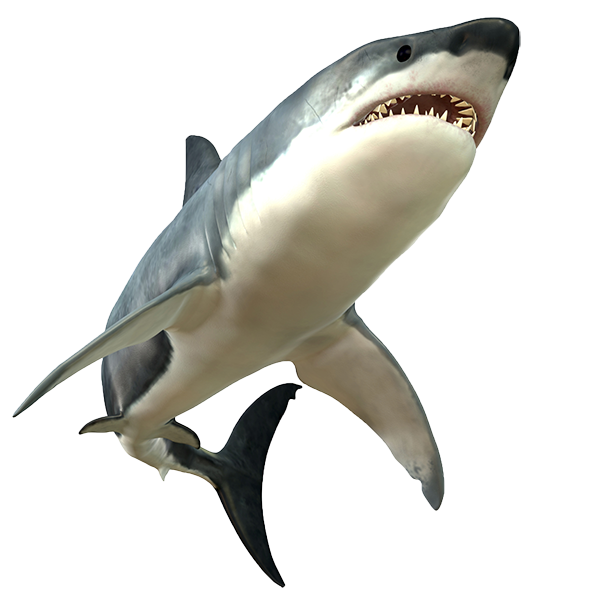 Shark PNG Picture SVG Clip arts