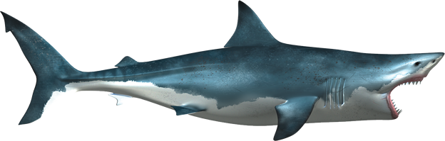 Shark PNG Transparent Picture SVG Clip arts