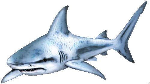 Shark PNG Transparent SVG Clip arts