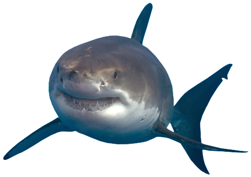 Shark Transparent PNG SVG Clip arts