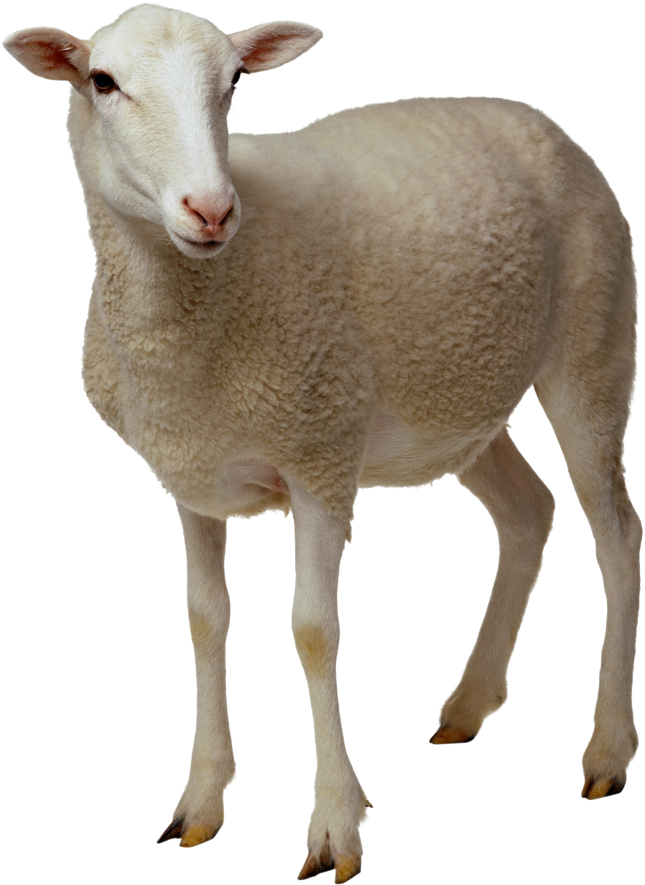 Sheep PNG No Background PNG, SVG Clip art for Web - Download Clip Art, PNG Icon Arts